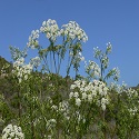 Image of a poison hemlock flower